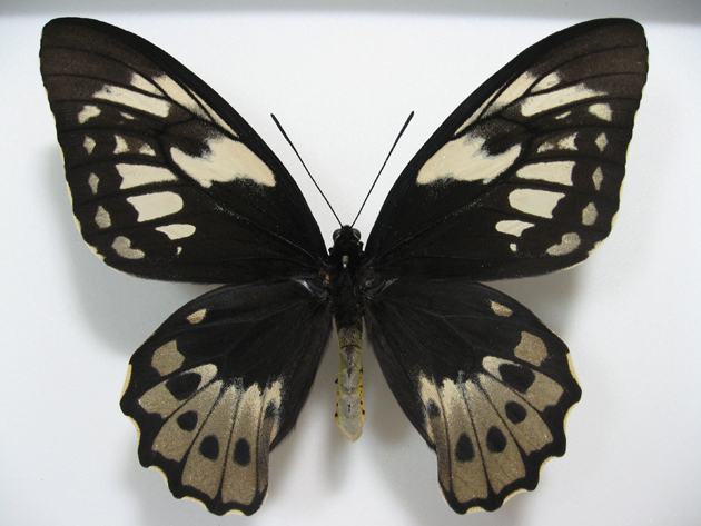 異常型☆オビトリバネアゲハ♂標本☆前翅中室黒状帯抉られ型☆深緑色