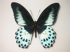 アゲハ蝶 標本 -アゲハ2-