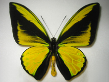 あ*ー様 外国産蝶標本‼️翔ぶ宝石♬美麗豪華キマエラトリバネアゲハ