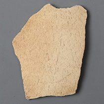 エピオルニスの卵殻（Aepyornis）｜化石販売・鉱物販売の東京サイエンス