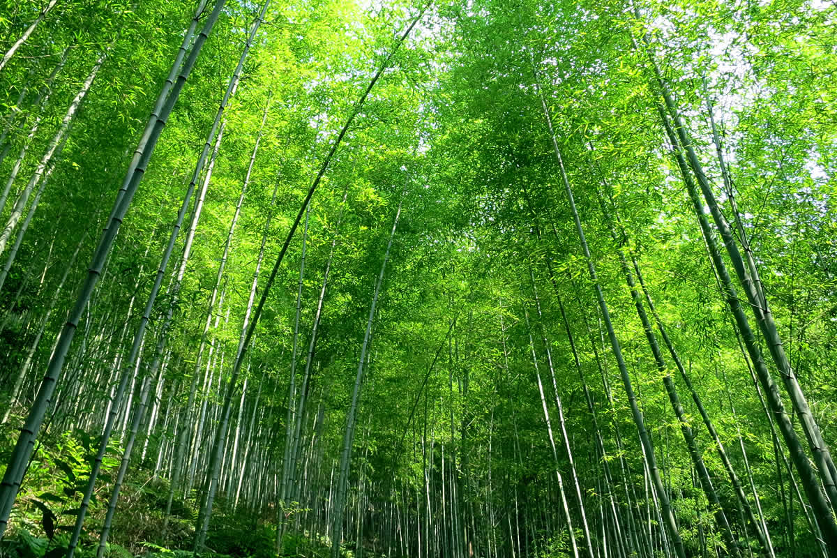 受注生産 お届けまで約1ヶ月】 虎竹額縁 | 虎斑竹専門店 竹虎