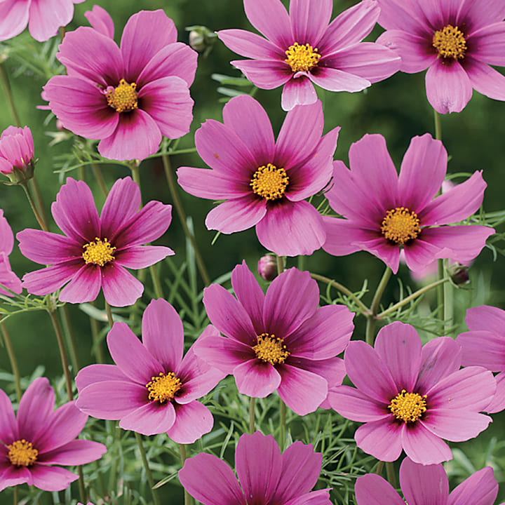 新正 ヒノトリ コスモス