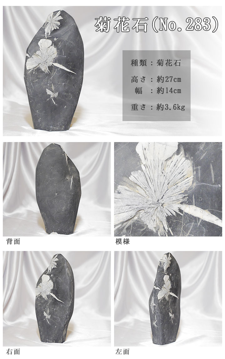 菊花石 No.283 【鑑賞用鉱石】高さ:約27cm 幅:約14cm 重さ:約3.6kg