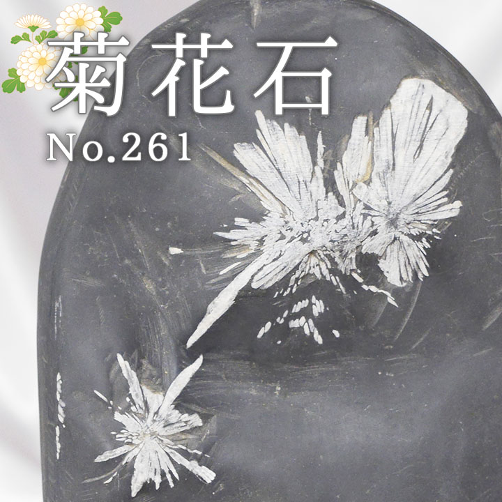 菊花石 No.261 【鑑賞用鉱石】 高さ:約23cm 幅:約15cm 重さ:約3.3kg