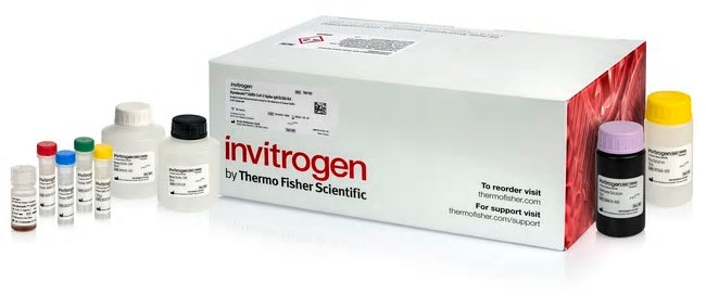 Dynabeads SARS-CoV-2 Spike IgG ELISA Kit | 製品情報 | ベリタス