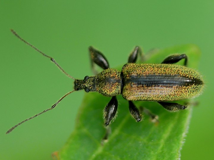 ケブカトゲアシヒゲボソゾウムシ ZATTAな昆虫図鑑