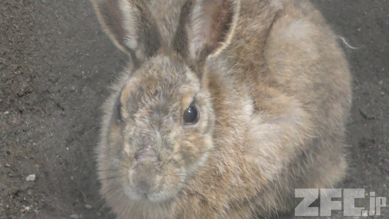 やまね工房 キュウシュウノウサギ 冬毛 立 園内ギフトショップより