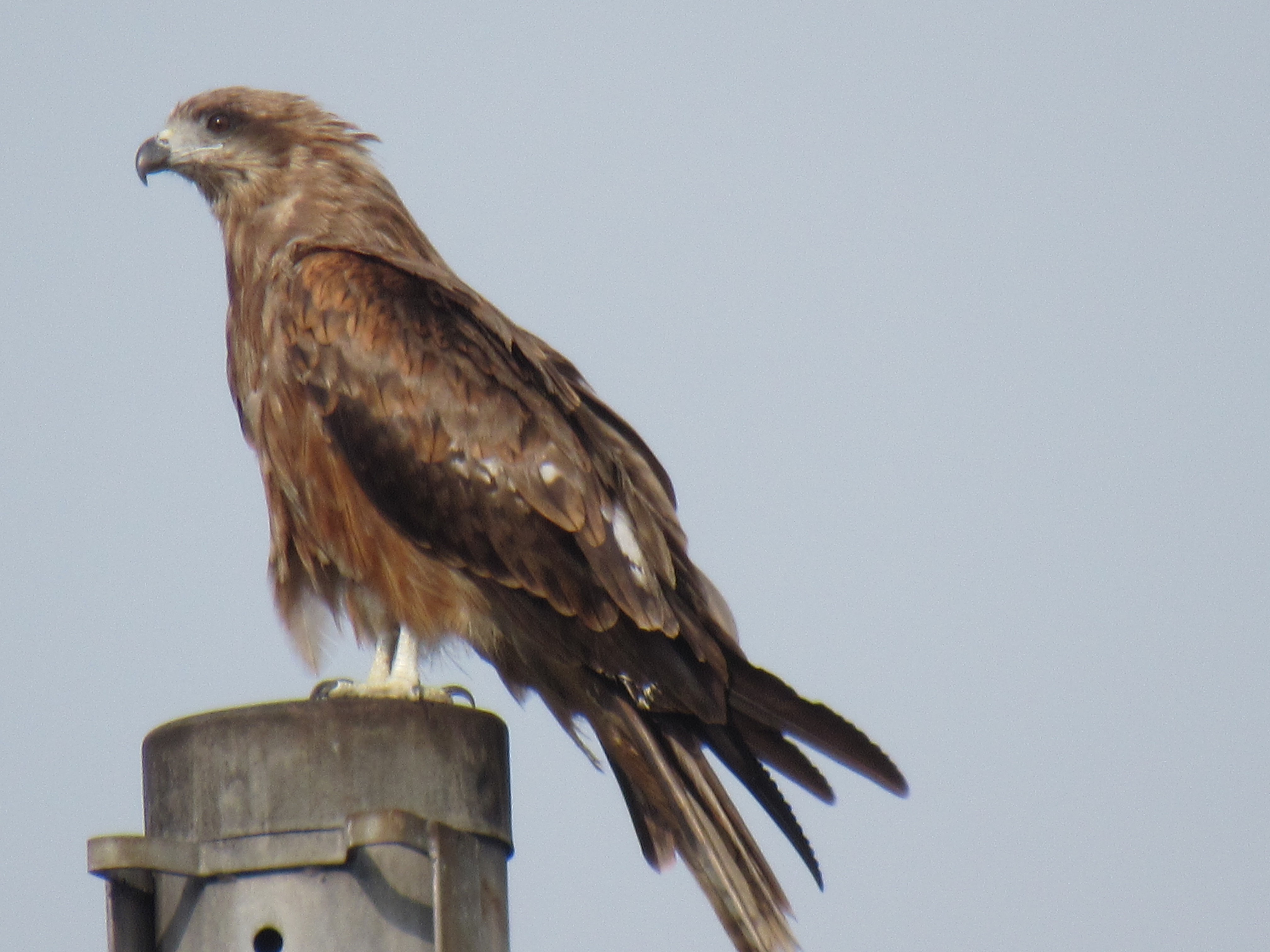 トビの翼標本 トビの翼標本