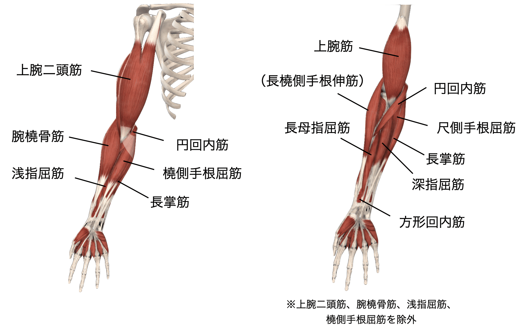 max スポーツ・アウトドア 人体腕筋肉構造モデル 筋肉解剖模型 上肢の