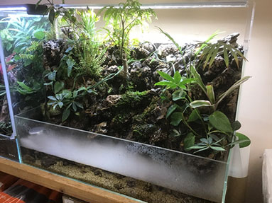 アクアサイダーの40cm水槽 イモリウム、パルダリウム、アクア