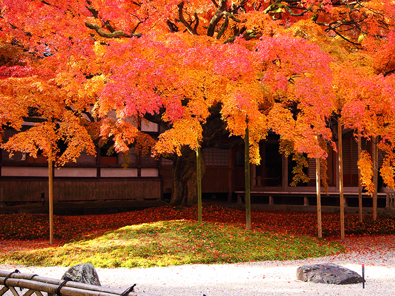 2024年福岡県最新】秋の紅葉絶景23選