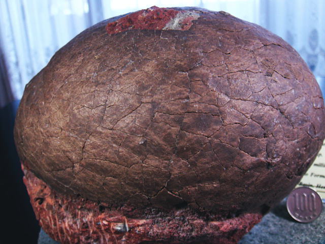 貴重) 恐竜ハドロサウルスの卵化石（3個） 中国 補修あり 草食恐竜