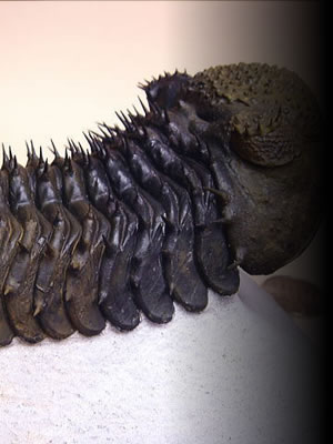 化石ギャラリー｜三葉虫の化石