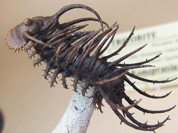 化石ギャラリー｜三葉虫の化石