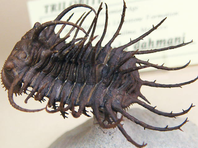 三葉虫 化石 三葉虫化石 究極のレトロ fossil 大きい 化石管理番号⑱ 最