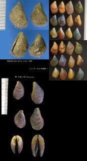 Microshells: Septifer bilocularis クジャクガイ 孔雀貝