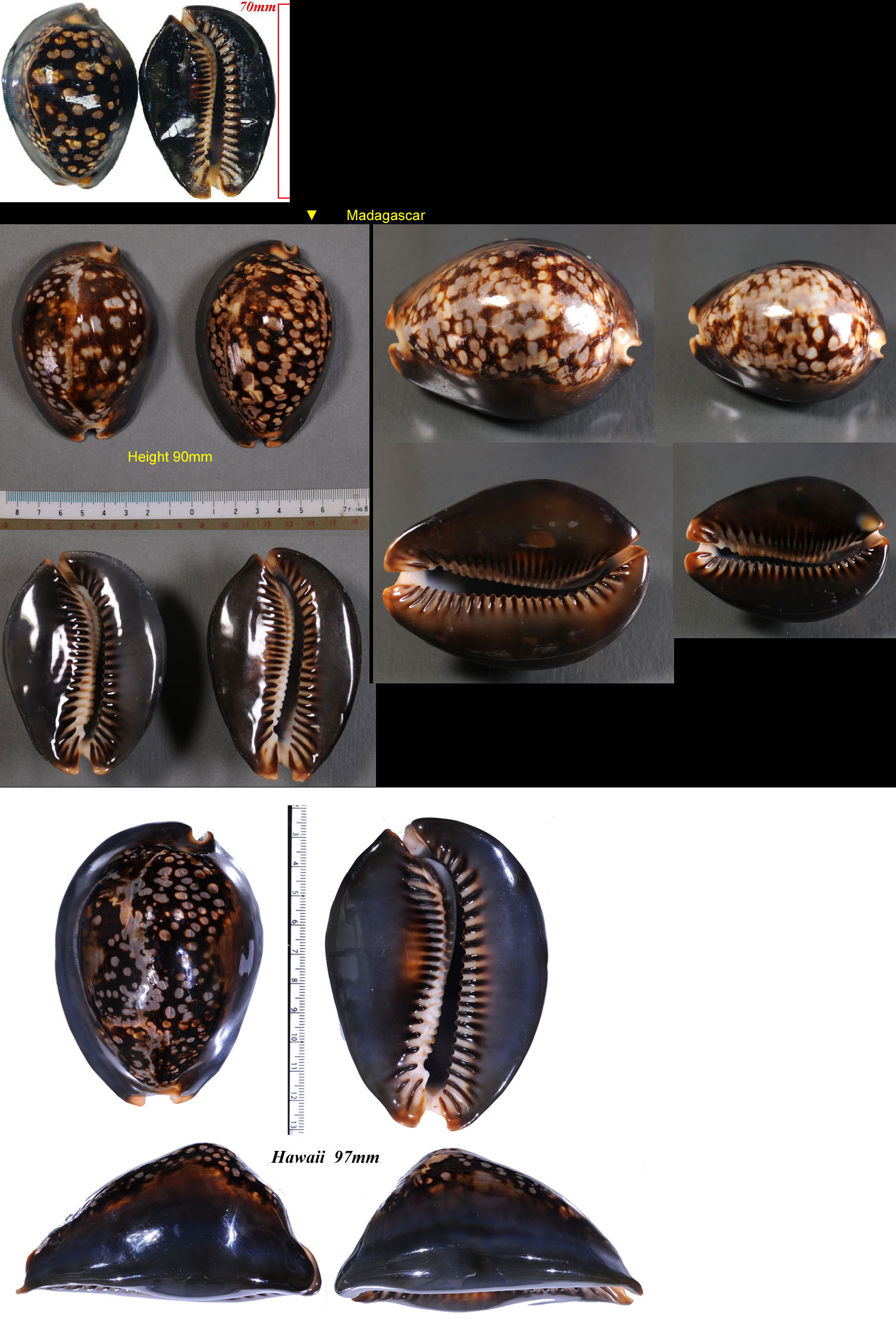 Microshells: Mauritia mauritiana ハチジョウダカラ