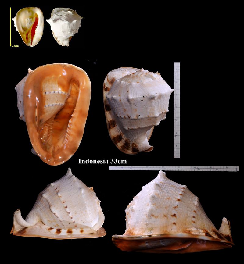 Microshells: Cassis cornuta トウカムリ