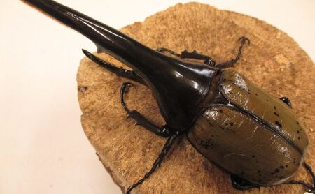 ヘラクレスオオカブト ペア