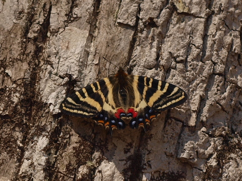 杣山型異常型】ギフチョウ（オス、福井県） 杣山型異常型】ギフチョウ