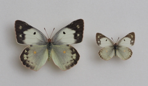 モンキチョウ♀レア型 黄色型 異常型 変異・異常型図鑑／モンキチョウ