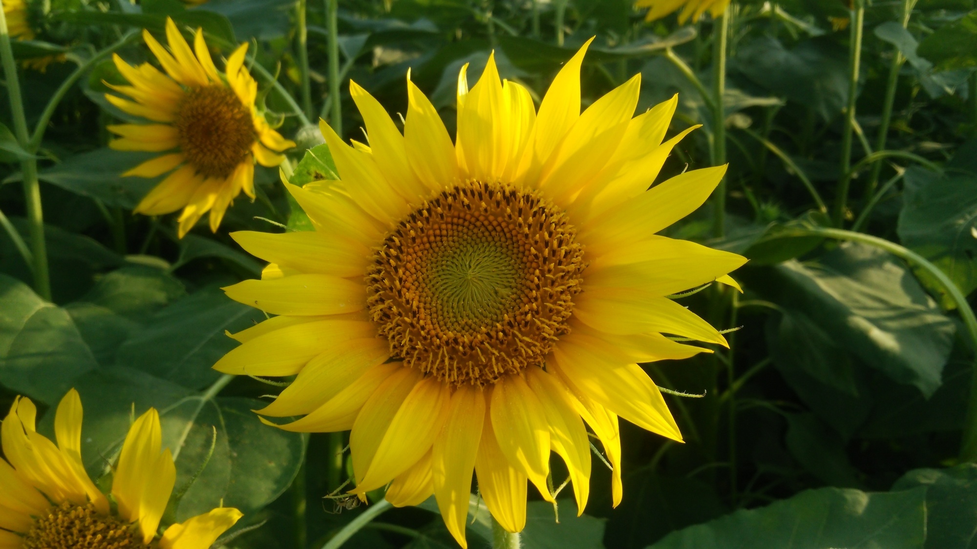 浮島ひまわりランド｜沼津市｜絶景｜観光｜chafuka