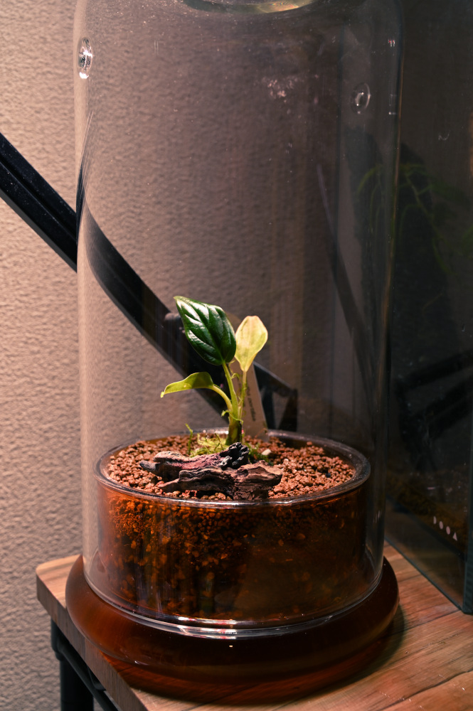 ADA DOOA セル アンバー DOOA ADA CELL Aquascaping Shop アンバー