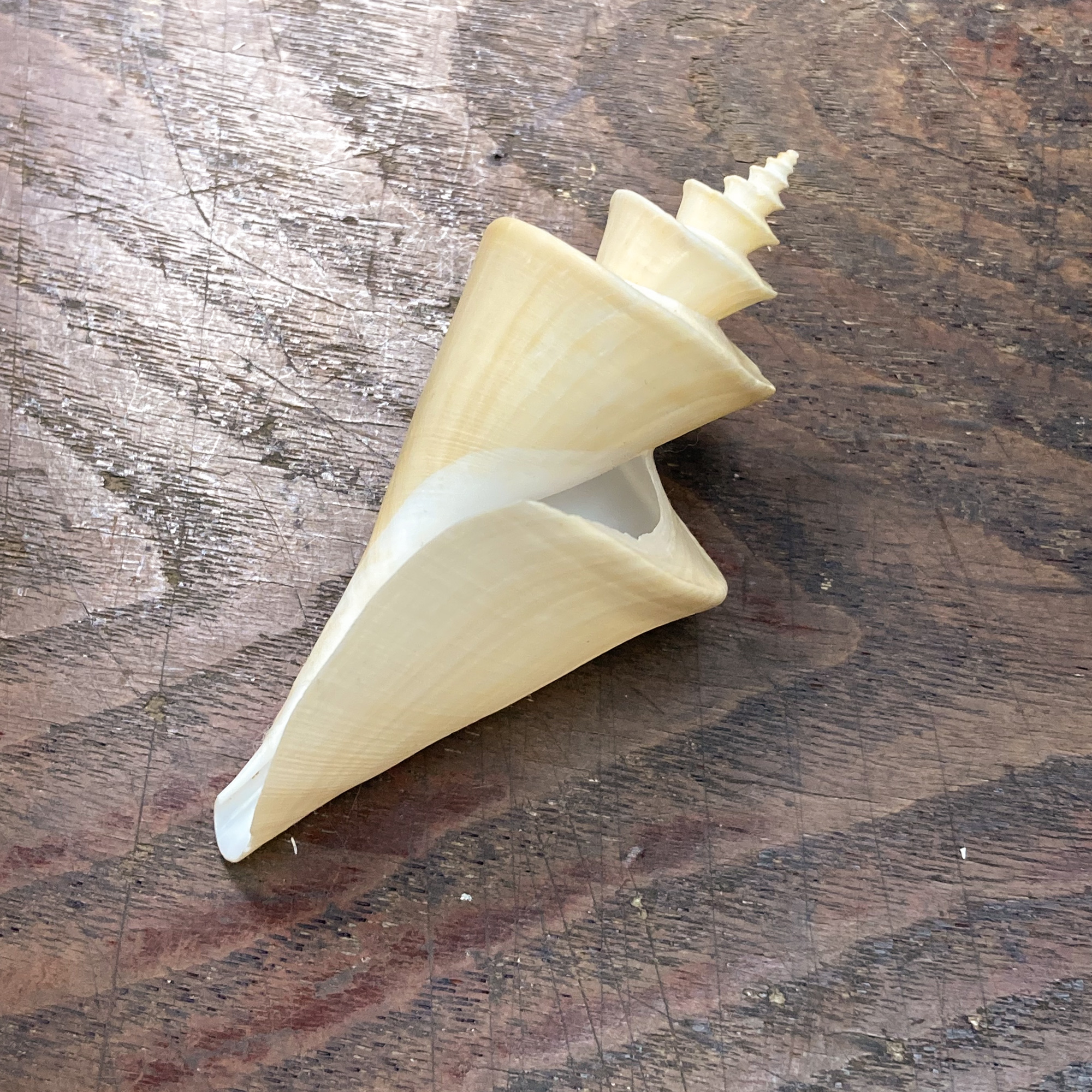 超特大)チマキボラ 貝殻 標本 110mm クダマキガイ科 - メルカリ 貝