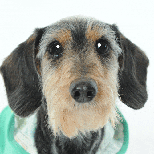 ミニチュアダックスフンドフード、サプリ、服専門店♪ - 銀座のペット