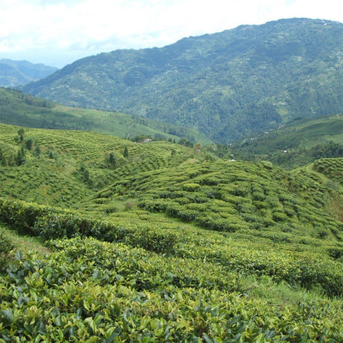 ファーストフラッシュダージリン2025