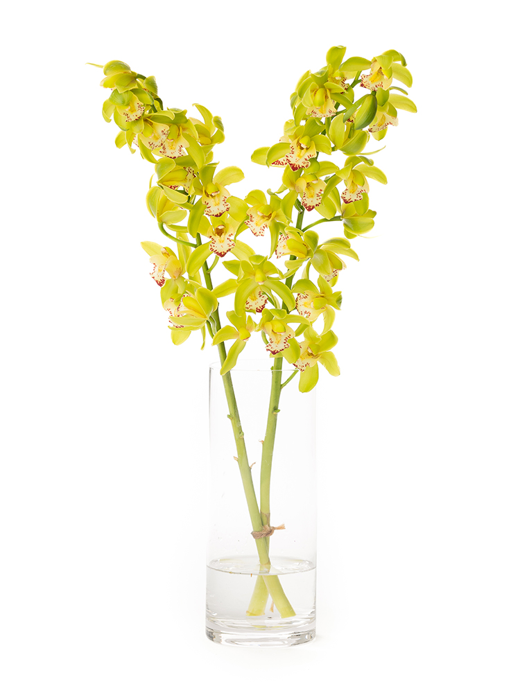 生花】シンビジウム グリーンサワー【黄緑/60cm/徳島県】｜Flower