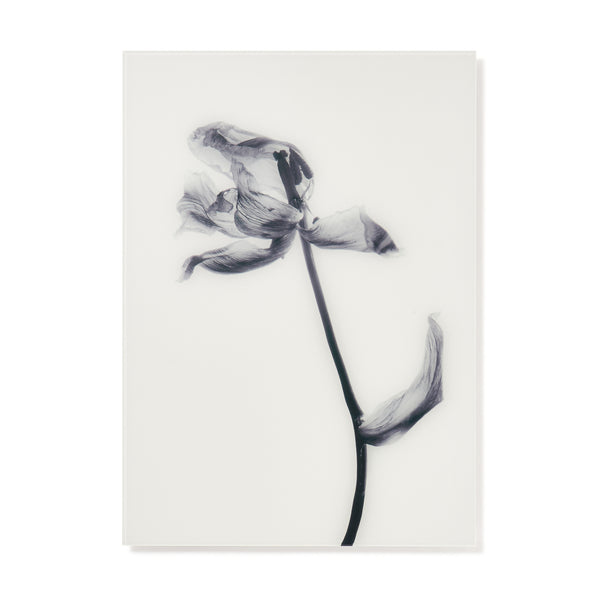 Francfranc アクリルアート アクリルアート フローティング