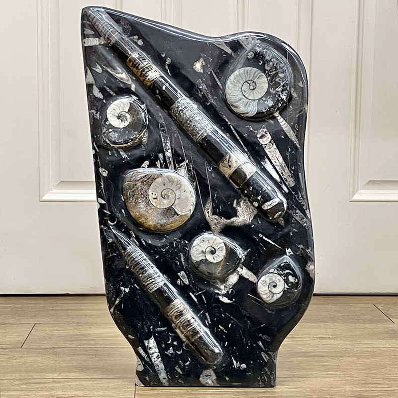 オルソセラス化石複数 片面磨き オルソセラス化石複数 片面磨き