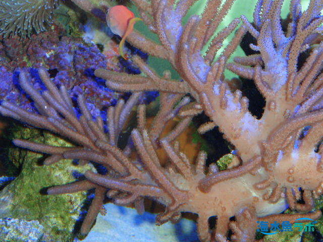 ウミアザミ群体、ウスコモングリーン、ライブロック活着 - ウミアザミ
