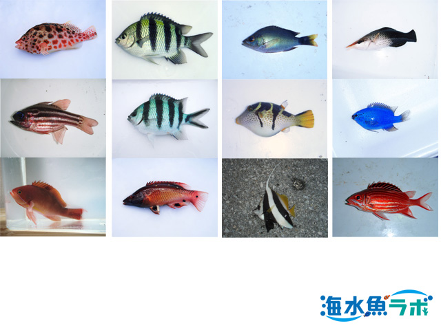 海水魚鑑賞 備品いろいろ（全品購入の方募集） 海水魚鑑賞 備品