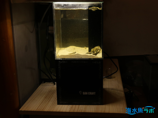ニッソー クロスミニ～超小型オーバーフロー水槽で海水魚飼育 - 海水魚ラボ