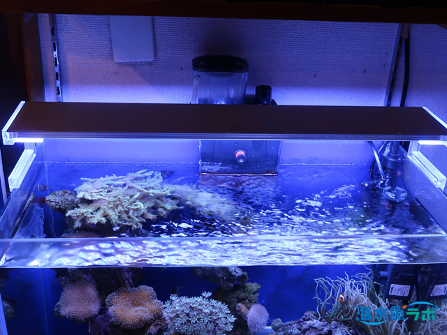 ゼンスイ ナノ レビル(nano LeviL) 海水水槽用 ブルーホワイ