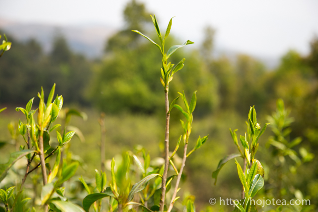 野生紅 紅茶 : お茶の専門店HOJO