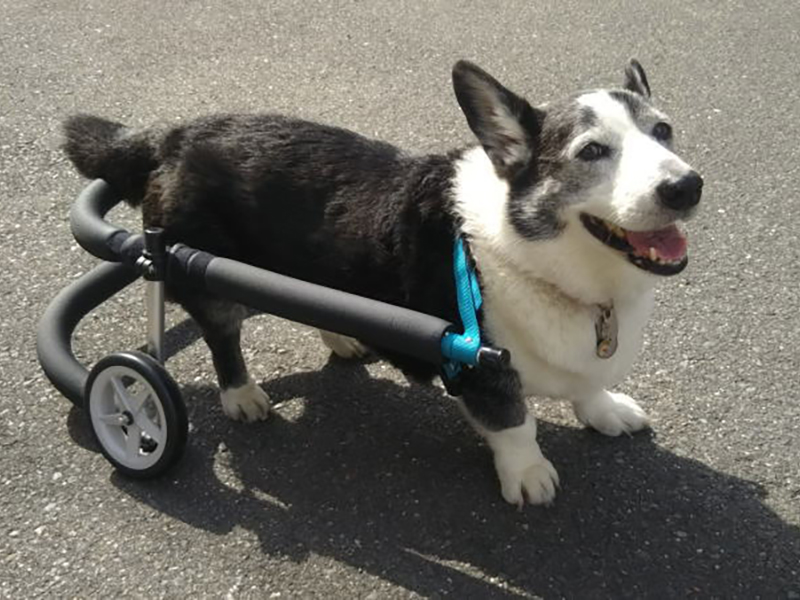 犬用車椅子商品情報｜歩犬舎