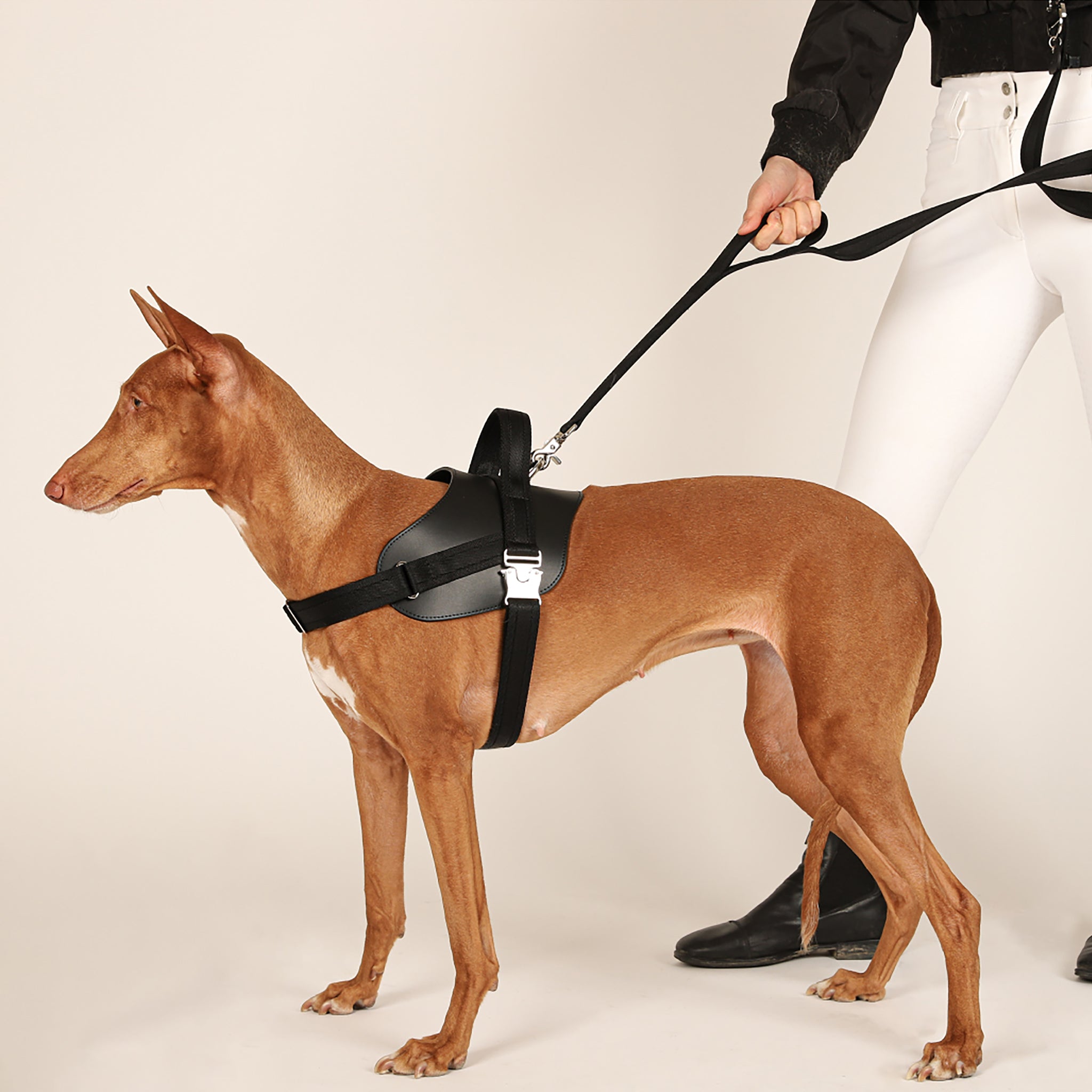 Saddle Harness : Black – hozi