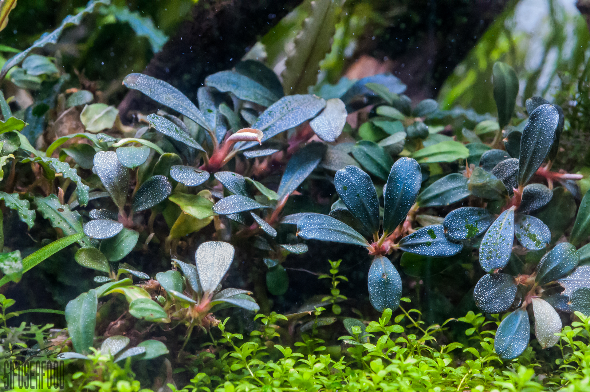 ブセファランドラ sp. ラマンダウ ミニ パープル : r/PlantedTank