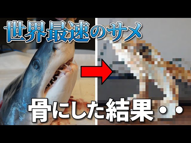 サメ鮫標本剥製頭部