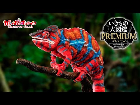 パンサーカメレオン(ビブロンレッド・ビブロングリーン)』いきもの大