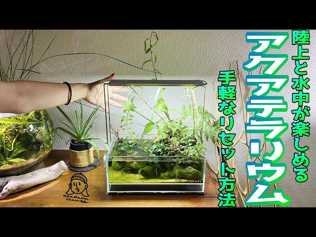 アクアリウム】アクアテラリウムの簡単なリセット方法（DOOAネオグラス