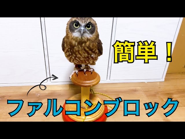極 小型猛禽パーチ、ファルコンブロックB ファルコンブロック 鷹