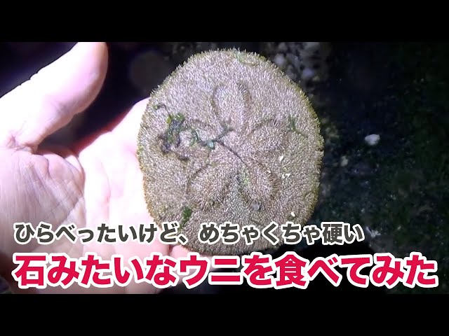 見た目も名前もヘンなウニ「タコノマクラ」を食べてみた。 - YouTube