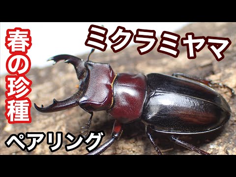 伊豆諸島の珍種 ミクラミヤマクワガタの紹介と産卵セット【クワガタ