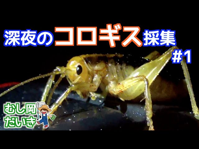 53mm♂】マッチョキリギリス コロギス リオック 昆虫標本 53mm