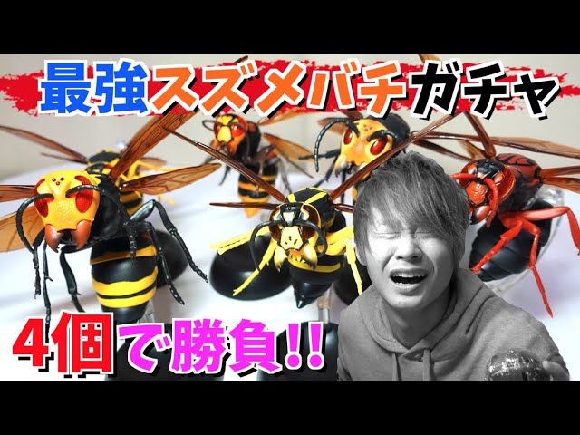 まとめ売りのみ‼️】だんごむし すずめばち かまきり 多数 カマキリ