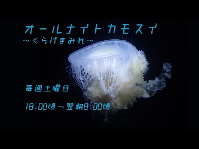 オールナイトカモスイ ～くらげまみれ～ #164 サムクラゲ - YouTube